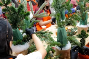 Làm cây thông Noel